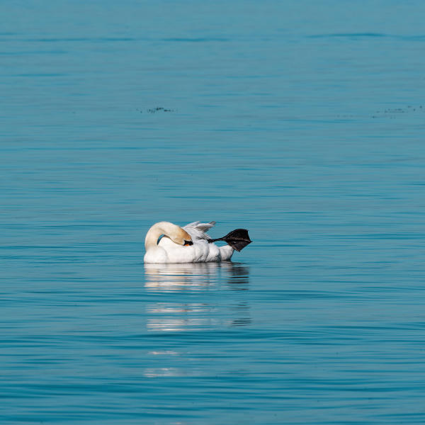 Bodensee