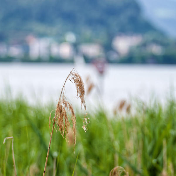 Lochau am Bodensee