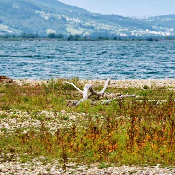 Lochau am Bodensee