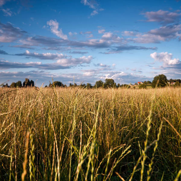 Landschaft